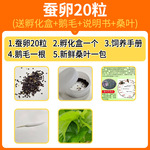 学生养蚕科普套装蚕宝宝龄金丝蚕卵籽七彩蚕幼虫新鲜桑叶