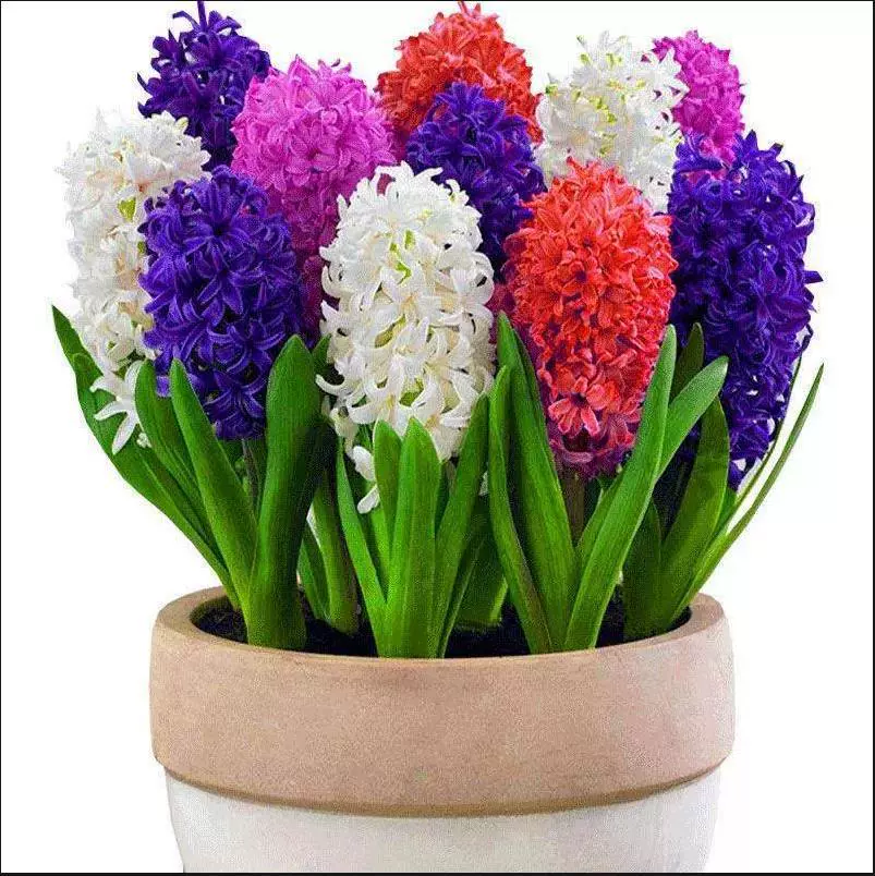 Луковицы гиацинта, импортированные из Нидерландов, для гидропоники и выращивания в почве, растения для балконных горшков, луковицы для посадки в грунт, декоративные цветы, цветущие луковицы.