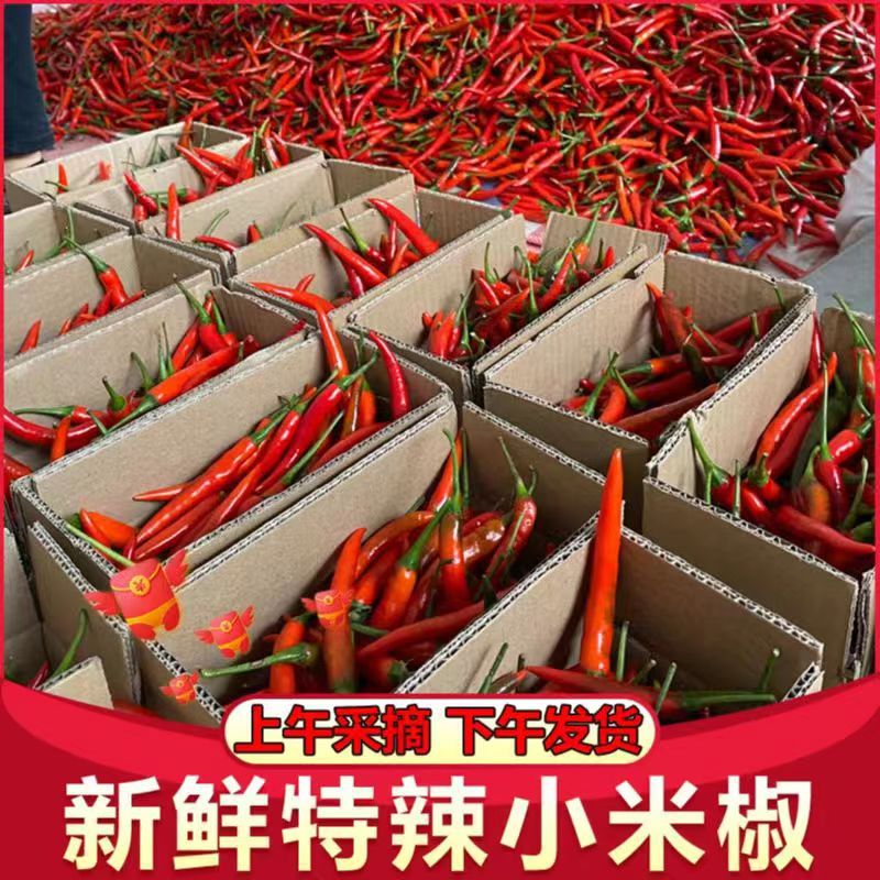 millet Pepper fresh millet Chili Guangxi Chili peppers Beauty Pepper 35 Special spicy Pepper