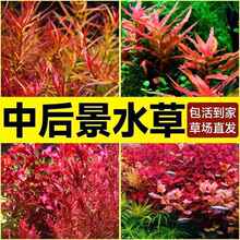 99Nкˮ~ˮݸ쾰ֲwˮtm͢t