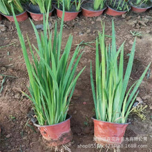 水生鸢尾苗 苗圃批发水生鸢尾 黄花紫 常绿鸢尾 清理水质水生鸢尾