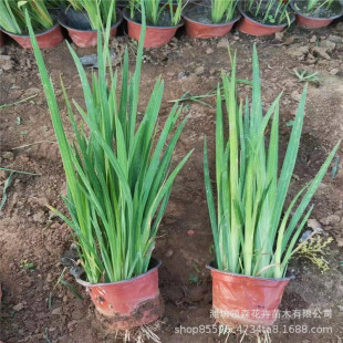 ˮ���Sβ �S���� ˮ��ֲ�� ˮ�w�G���ӵ��G��������