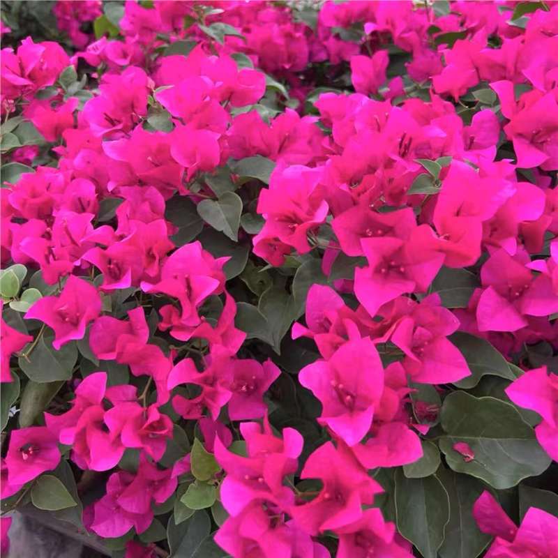 Ciruela triangular planta en maceta nueva variedad de flores de flores de rosa balcón patio aire purificado cuatro estaciones flores bonsai