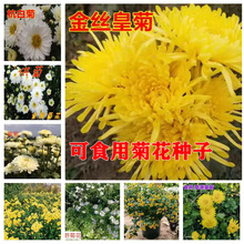 食用菊花种子可泡茶金丝皇菊黄山贡菊杭白菊苗四季开花 植物种子