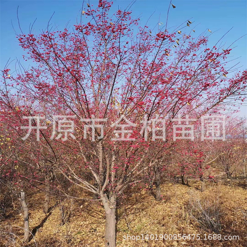 丝棉木树苗桃叶卫矛小乔木6-15公分 丛生桃叶卫矛绿篱杯苗造型树