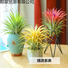 �՚��P��o��ֲ��2025���ھ��`��ɫ���]�Gֲ���Ի��YƷ