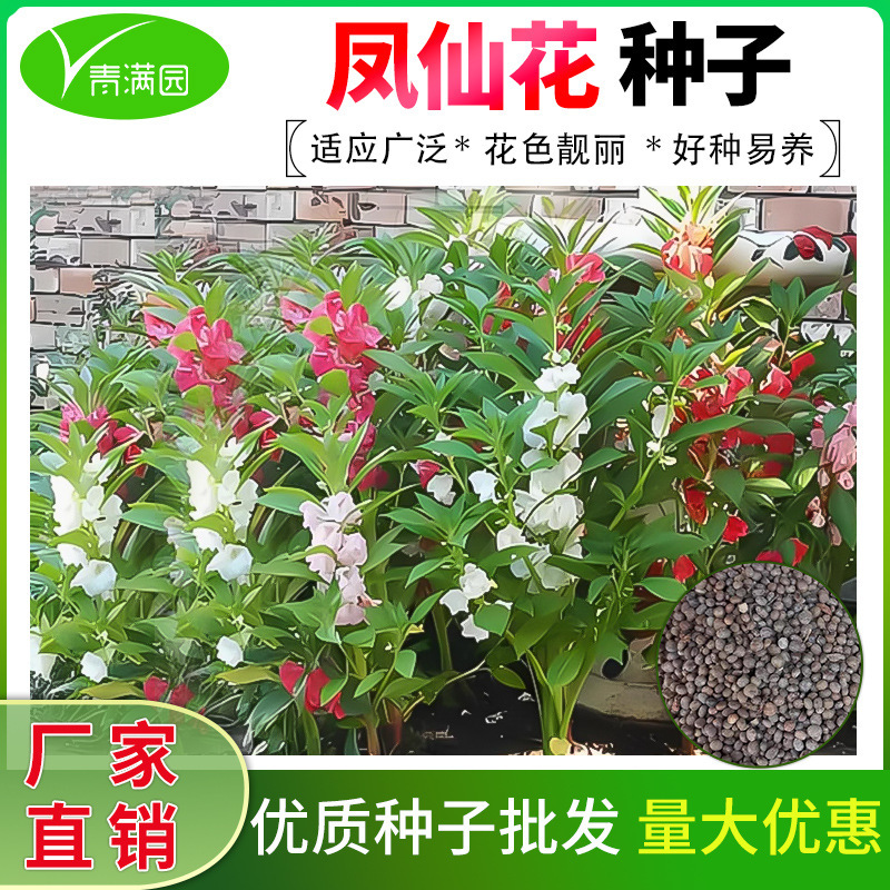 Narcissus Seeds, Nail Flower Seeds, Nail Grass Seeds, Golden Phoenix Flower Seeds, Potted Plants, Easy to Grow Impatiens Seeds