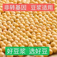东北黑龙江优质新货黄豆非转基因打豆浆笨黄豆多规格可选
