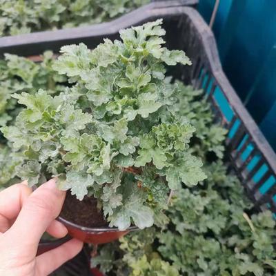 基地供应菊花苗 盆栽大菊花苗室内外阳台花卉绿植四季开花菊花苗