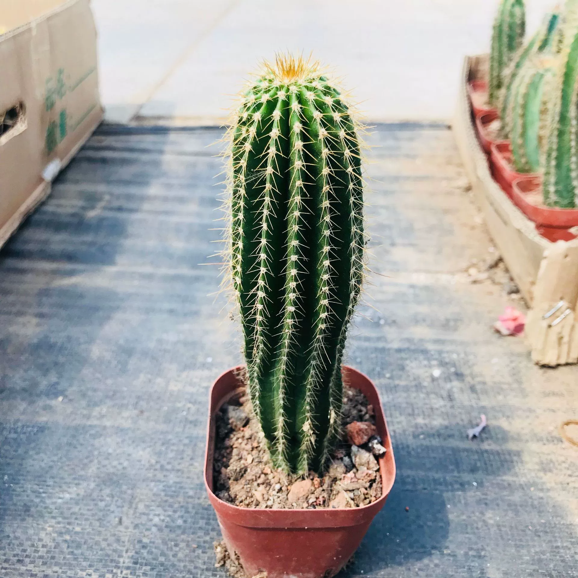 Оптовая продажа и продажа суккулентов Колонка Longfeng Сказочный шар милые забавные растения офисный Рабочий стол поглощение формальдегида Зеленые Растения горшечные растения