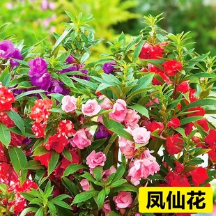 �ذ��P�ɻ��N���̨�҃���ָ�׻�����̫ꖻ��N��ͥԺ���N