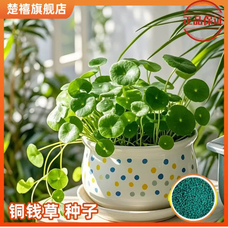 Семена денежной травы в горшке для дома, забавные семена денежной травы в форме сердца, золотые семена подковы