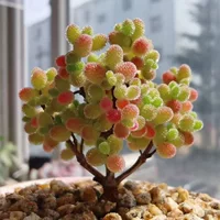Редкие комнатные суккуленты с плотными листьями, сахарными шариками, веточками и сушеным абрикосом, небольшими кластерами в горшках и старыми конфетами-сучками.