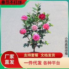 一件代发名贵山茶花树苗盆栽花卉观花植物室内花阳台庭院耐寒四季