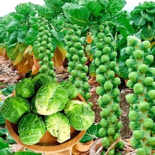 Spore Cabbage, Spore Cabbage Seeds, Vegetable Seedling Seeds, High Fruit Rate, Small Cabbage, Cabbage Seeds, Complete List