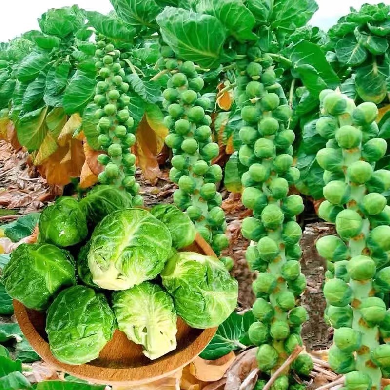 孢子甘蓝抱子甘蓝菜种子蔬菜苗种籽高果率小包菜卷心蔬菜种子大全