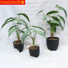 GֲƵҾӲ廨ֲ҃쾰bֲﺣ~