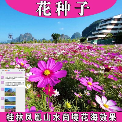 波斯菊籽百日草硫华菊矢车菊五彩石竹黑心菊二月兰蜀葵格桑花种子
