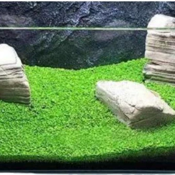 Водная трава муга ландшафтный водная трава семена рыба аквариум семена микроландшафт креативная настоящая трава разведение рыб отрицательная аэрация очистка воды растение
