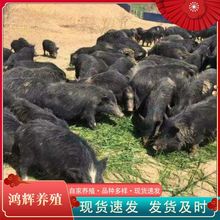养殖场批发藏香猪幼崽种猪 藏香猪幼崽 宠物巴马香猪活体幼崽