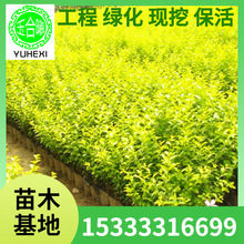 ���l���~Ůؑ���� ��ɭŮؑ�� �S�~��Gֲ����С���ϱ����Nֲ����