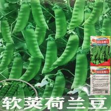 ���v���׷N�߮a���㶹�߲�ܛ�v���㶹�紺�ﶬ�߲˷N��