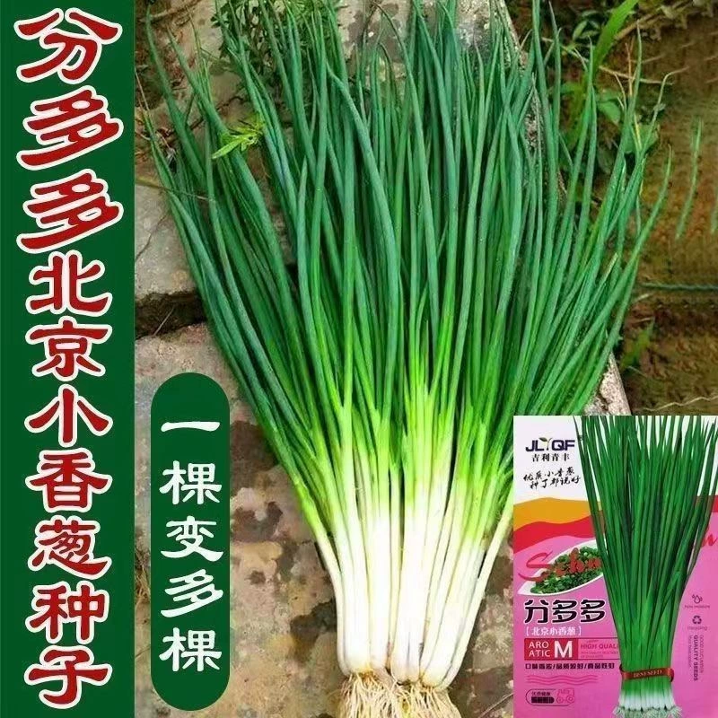 Многие мелкие производители семян шалота оптом ароматный вечнозеленый лук балкон горшечные овощи семена порей чеснока саженцы