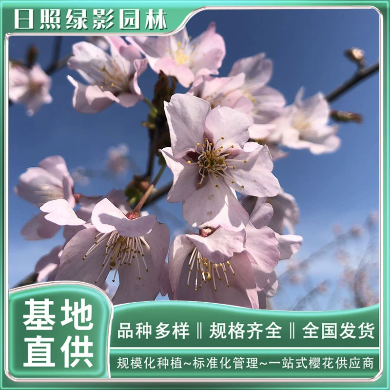 Тенденции рынка саженцев сакуры Хуншань 13cm года Сколько стоит базовый саженец вишневого цвета?