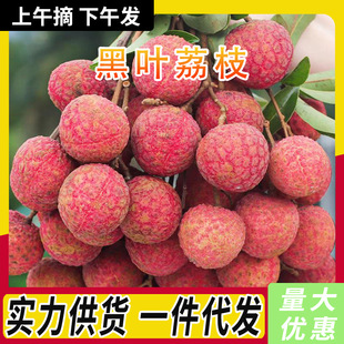 黑叶荔枝 代发3/5斤新鲜现摘水果爆甜乌叶荔枝非白糖罂荔枝王整箱-阿里巴巴