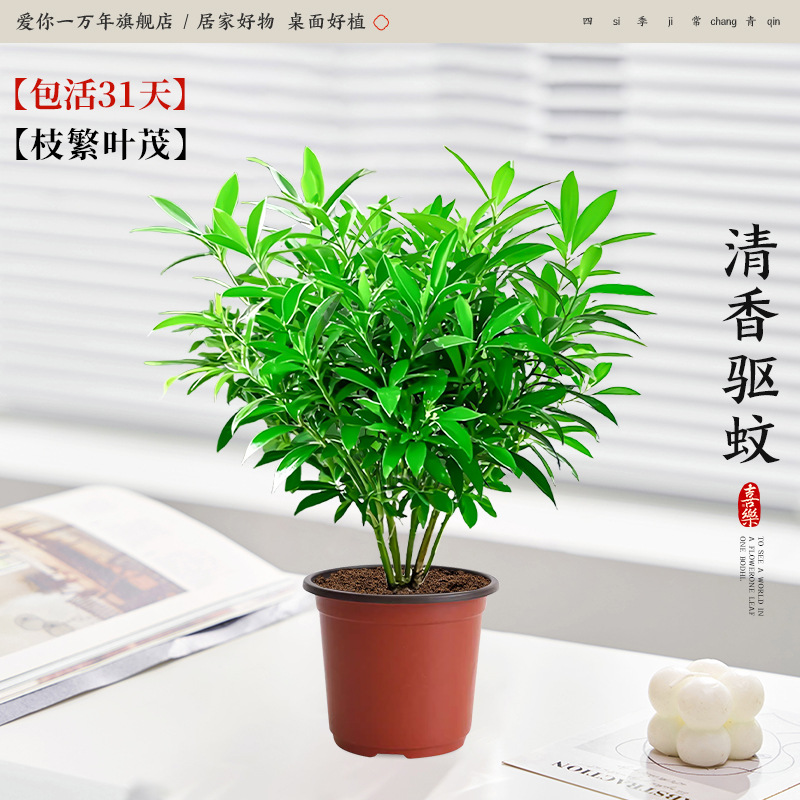 [기간한정특가] 모기퇴치대대나무(10그루) + 오리지널 흙냄비 + 영양액