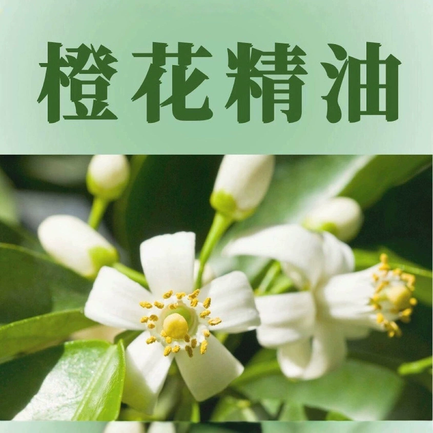 Эфирное масло апельсина Масло горького апельсина Одиночное эфирное масло 5 мл 10 мл Ссылка на образец