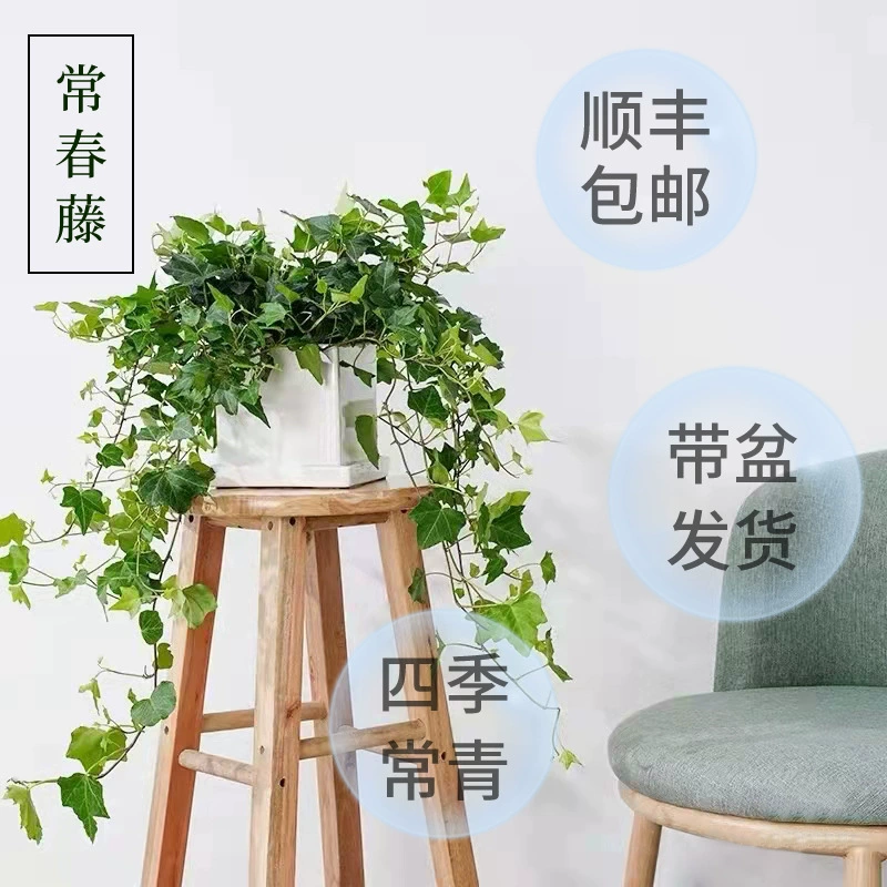 Горшечное гидропонное растение плющ с золотистыми краями, настольное, подвесное, для дома, орхидея, зеленое растение, легко выращивается, вечнозеленый плющ