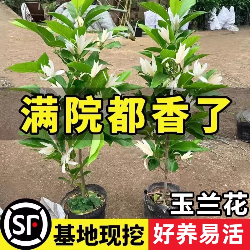 White Orchid Potted Perfume Magnolia Saplings with Buds Fragrant Yellow Horn Orchid Balcony Courtyard Four-Season Flower Plants