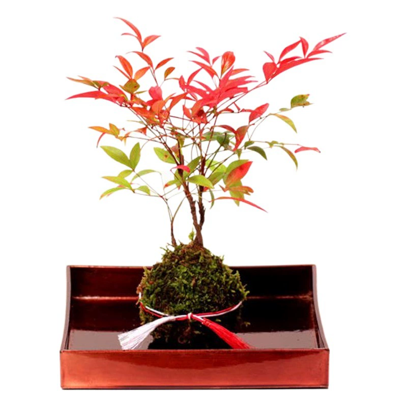 Экспорт Японии окрашенный мох нефритовый мох мяч Творческий DIY Садоводство в горшке домашний микропейзаж персонализированный цветочный горшок