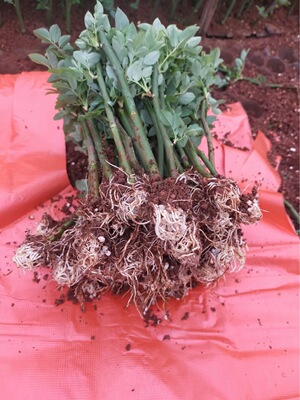 Yunnan Four seasons Rose Flower seedlings Climbing Europe May Big flower Strong fragrance Potted plant Lonza gemstone fruit juice balcony miniature rose