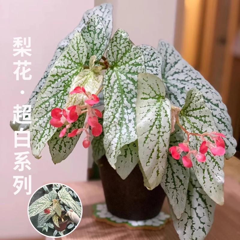【expensive goods】pear blossom