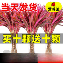 ���F��ˮ��ֲ�����\����֗U����ˮ�B�͏d�����҃ȾGֲ�lؔ��