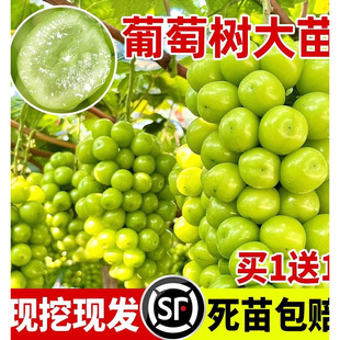 ���ј���ꖹ�õ��޷��{��ʯ���ѹ����������ϱ���ͥԺ�Nֲ�޽���