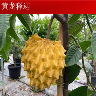 ̨����Ș��� �P���� ����֦����ӹ����^���箔��Y���ļ��ɷN��