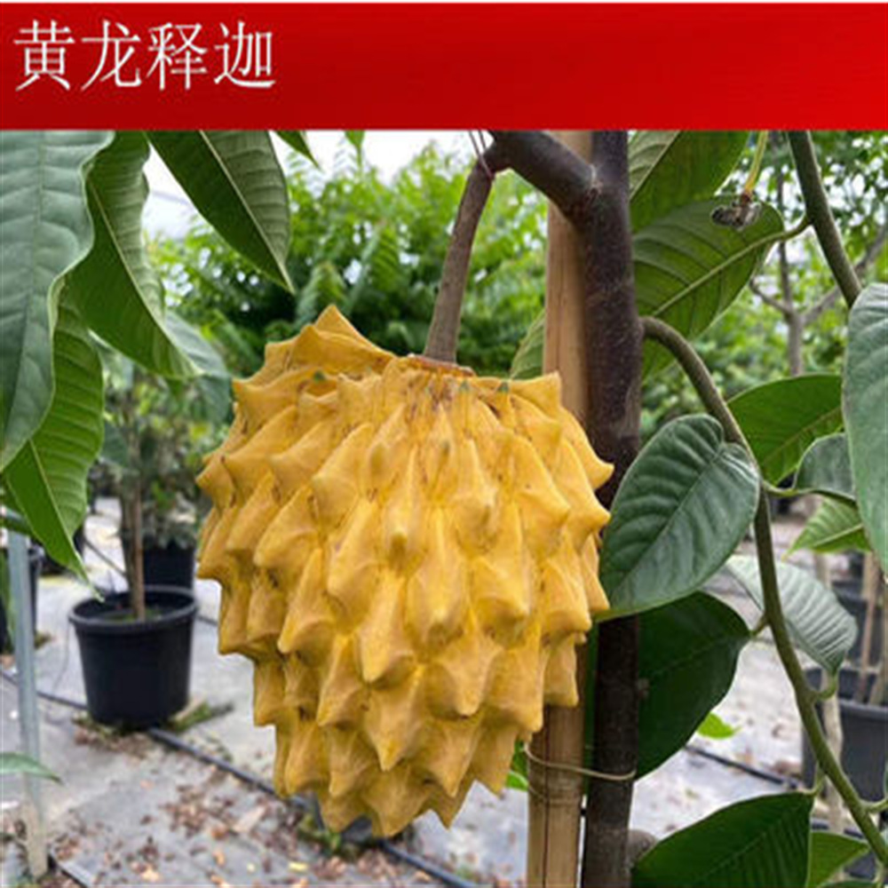 台湾释迦树苗 凤梨苗 番荔枝苗佛陀果佛头果苗当年结果四季可种苗