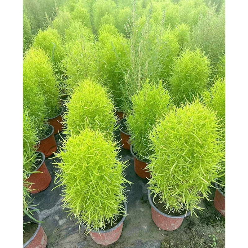 Leiskin Аромат Leiskin Трава Горшечные цветы Зеленые растения Чэнду Ландшафтный дизайн Рассада Цветочные бордюры Растения