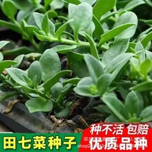 ���߷N�����ߴ���ɏ�N����ș�ķNԭ�b�ļ��߲˷N�Ӵ�ȫ�˷N�����l