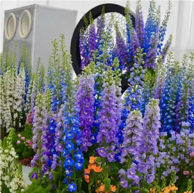 Семена цветов Дельфиниум для весеннего посадки во дворе, уличные морозостойкие семена цветов для четырех сезонов, легко живущие, семена для зеленения в горшках на балконе.