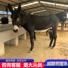 小毛驴价格 哪里有肉驴养殖场 德州驴肉驴哪里有卖的
