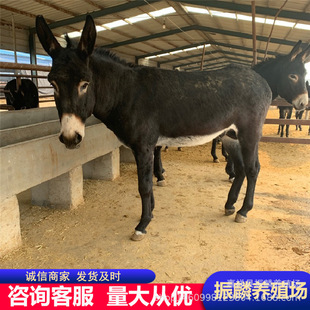 Сë�H�r�� ���������H�Bֳ�� �����H���H�������u��