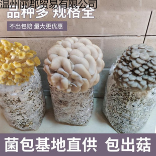 Ģ���Nֲ�� ƽ�����N ��ͥ�Լ��NĢ������ ʳ�þ����N �����Nֲ��