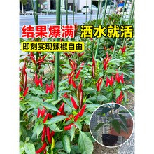 小米辣椒苗秧苗朝天椒四季盆栽螺丝薄皮青椒种籽树苗春蔬菜苗大全