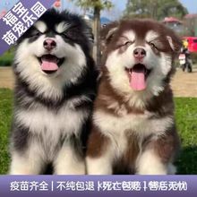 出售巨型犬阿拉斯加幼犬批发价格雪橇犬阿拉斯加纯种活体熊版活物