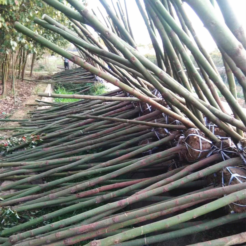 mmexport1609305589294_����