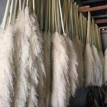 芦苇大蒲苇干花灰毛大芦苇家居摆件婚庆装饰网红干花花束拍摄道具